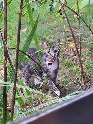 Found/Stray Unknown Cat last seen North Yale Avenue, Wichita. Near the University United Methodist Church, Wichita, KS 67220