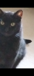 Reunited Male Cat last seen Tripps Ave between Lebanon Street to Meridian Street EAST-WEST and Ulen Drive to Fordice Street NORTH-SOUTH, Lebanon, IN 46052