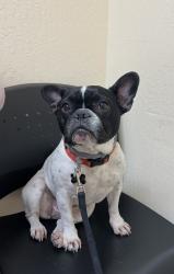 Reunited Female Dog last seen Kingswood & Crestview, Pittsburg, CA 94565