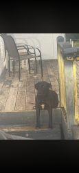 Lost Female Dog last seen Hwy CC & Hwy H junction Pleasant Hope MO, Pleasant Hope, MO 65725