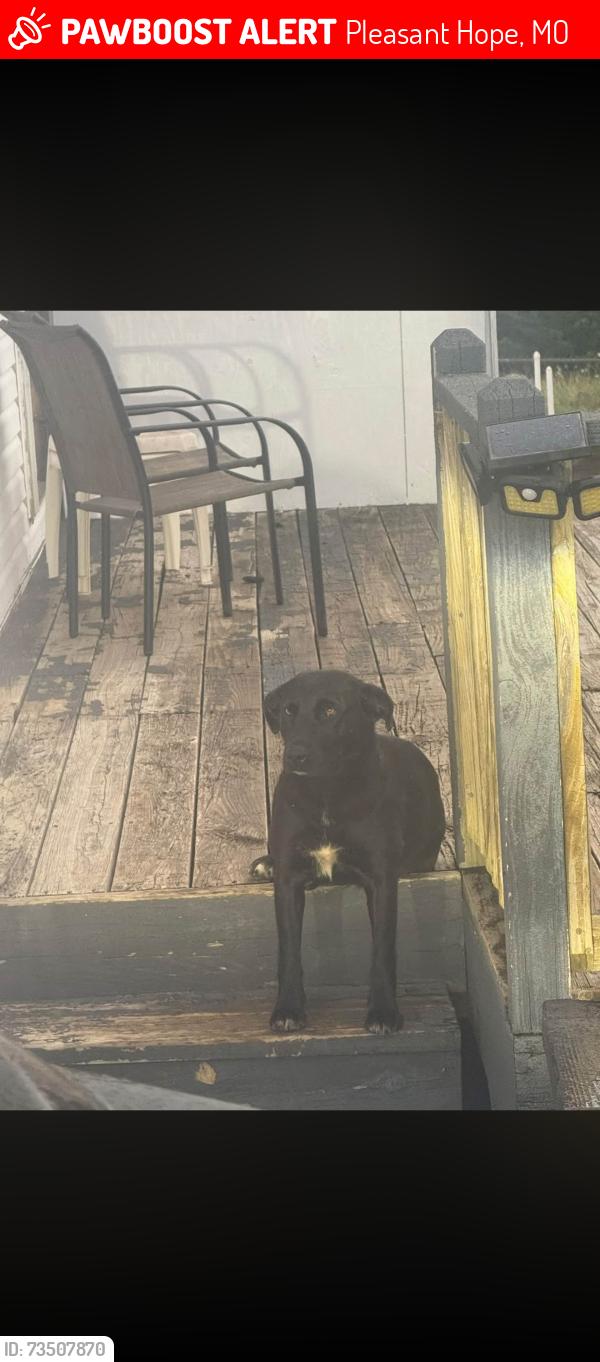 Lost Female Dog last seen Hwy CC & Hwy H junction Pleasant Hope MO, Pleasant Hope, MO 65725