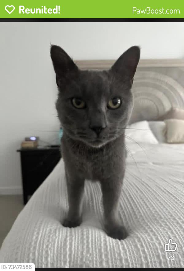 Reunited Male Cat last seen Haviture, South Jordan, UT 84009