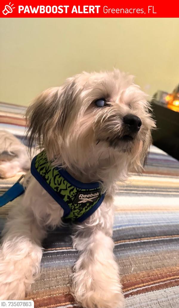 Lost Male Dog last seen Cresthaven & Sherwood, Greenacres, FL 33415