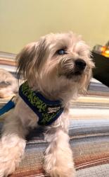 Lost Male Dog last seen Cresthaven & Sherwood, Greenacres, FL 33415