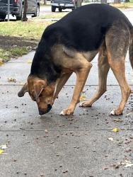 Reunited Male Dog last seen Near E 6th Ave, Denver, CO 80206, Denver, CO 80206