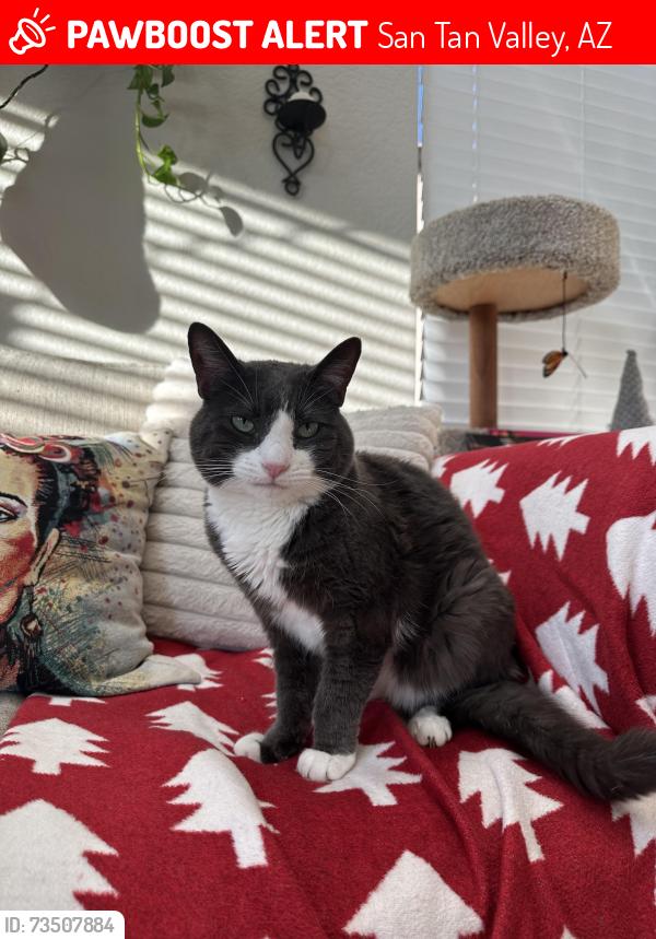 Lost Female Cat last seen Gantzel and Ocotillo, San Tan Valley, AZ 85140