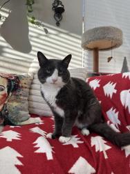 Lost Female Cat last seen Gantzel and Ocotillo, San Tan Valley, AZ 85140