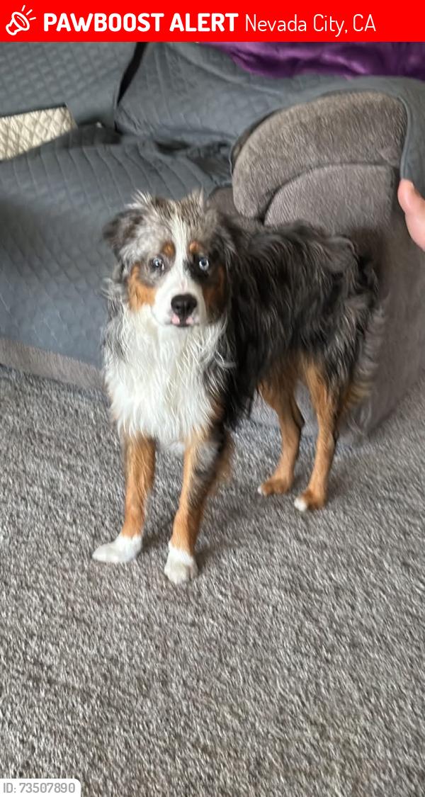 Lost Male Dog last seen Banner Lava Cap, Nevada City, CA 95959