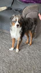 Lost Male Dog last seen Banner Lava Cap, Nevada City, CA 95959