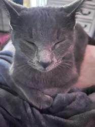 Lost Female Cat last seen Percy Street Talladega AL, Talladega, AL 35160