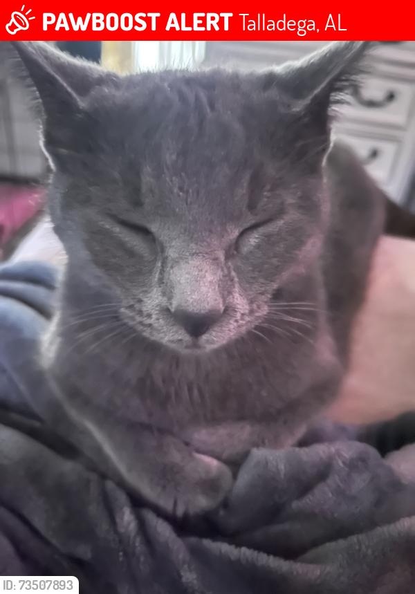 Lost Female Cat last seen Percy Street Talladega AL, Talladega, AL 35160