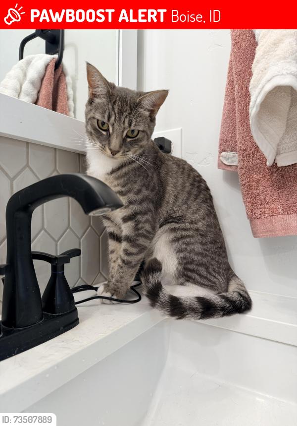Lost Female Cat last seen Hill Road and Bogart, Boise, ID 83714