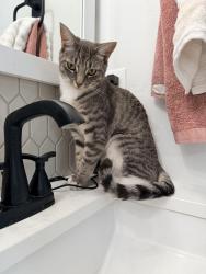 Lost Female Cat last seen Hill Road and Bogart, Boise, ID 83714