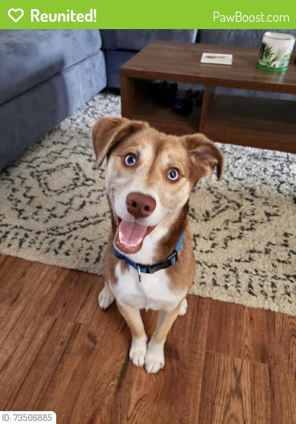 Reunited Male Dog last seen Oak Ridge Country Club ests, Oak Ridge, TN 37830