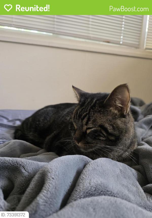 Reunited Male Cat last seen Laguna Pl, Mohawk Dr, Boulder, CO 80303
