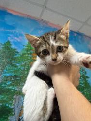 Shelter Stray Female Cat last seen Bexar County, 3353 Morningside Dr, New Braunfels, TX 78132, USA