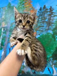 Shelter Stray Female Cat last seen Bexar County, 3353 Morningside Dr, New Braunfels, TX 78132, USA