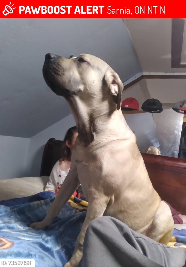 Lost Male Dog last seen Cotterbury, Sarnia, ON N7T 5N1
