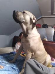Lost Male Dog last seen Cotterbury, Sarnia, ON N7T 5N1