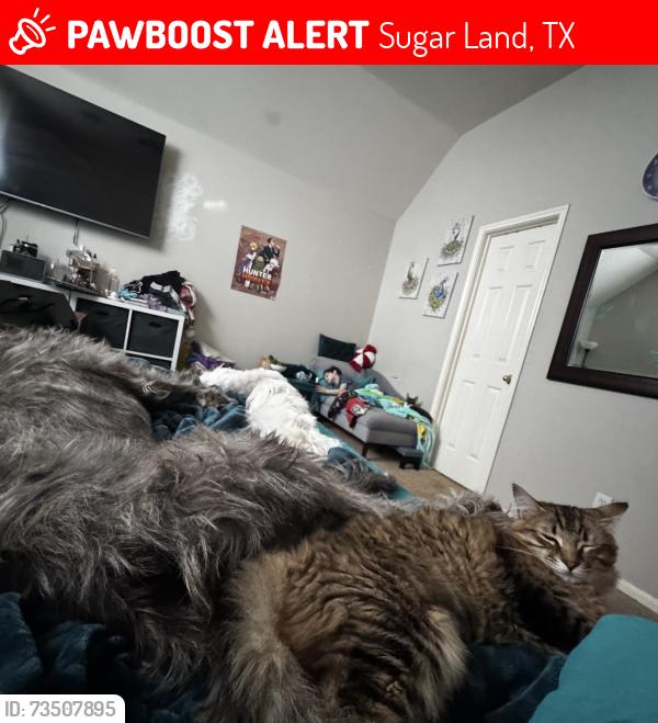 Lost Female Cat last seen Ivory meadow lane, Sugar Land, TX 77479