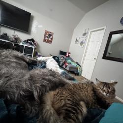 Lost Female Cat last seen Ivory meadow lane, Sugar Land, TX 77479