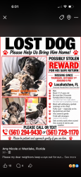 Lost Male Dog last seen 83rd and avocado, The Acreage, FL 33412