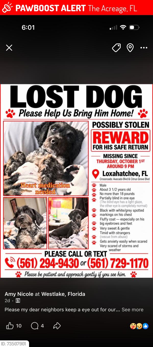 Lost Male Dog last seen 83rd and avocado, The Acreage, FL 33412