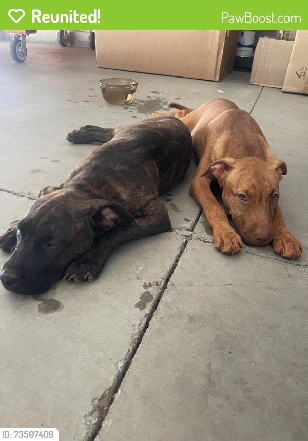 Reunited Male Dog last seen Liberty Baptist Church, Spartanburg County, SC 29349