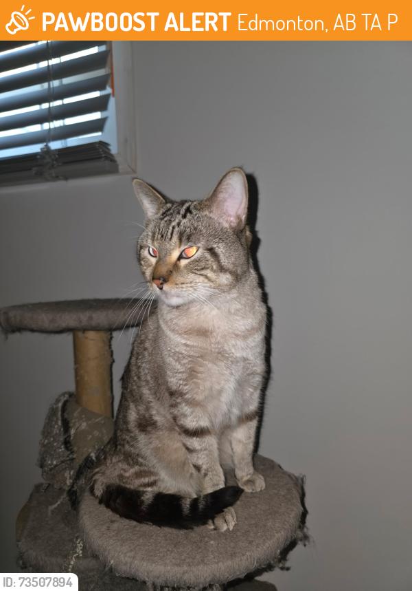 Found/Stray Male Cat last seen hilltop pub, Edmonton, AB T6A 3P7