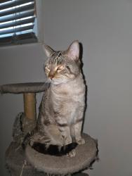 Found/Stray Male Cat last seen hilltop pub, Edmonton, AB T6A 3P7