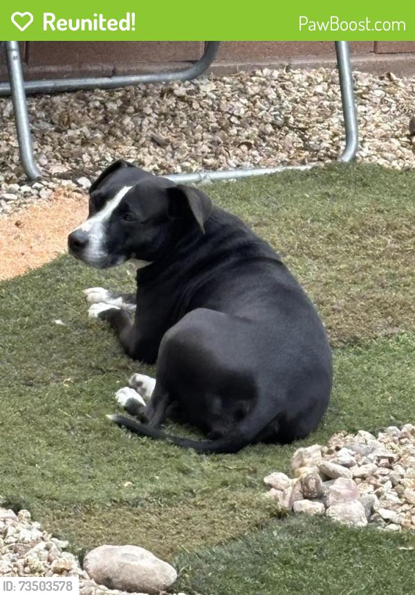 Reunited Female Dog last seen Liberty HS/Bermuda/Starr, Henderson, NV 89052