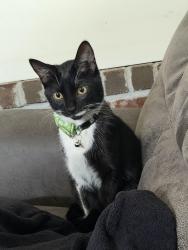 Lost Male Cat last seen Edsel Ford and Daniels off I-94, Detroit, MI 48210