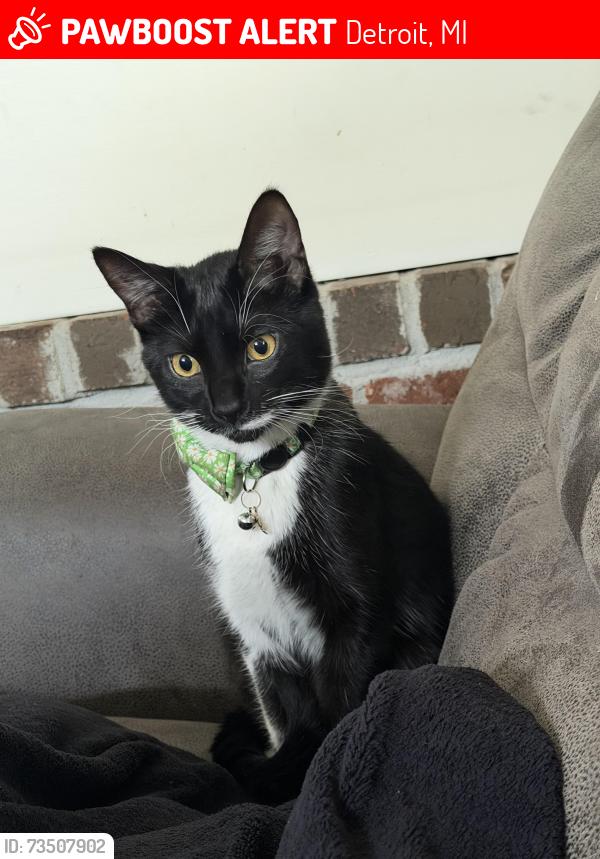 Lost Male Cat last seen Edsel Ford and Daniels off I-94, Detroit, MI 48210