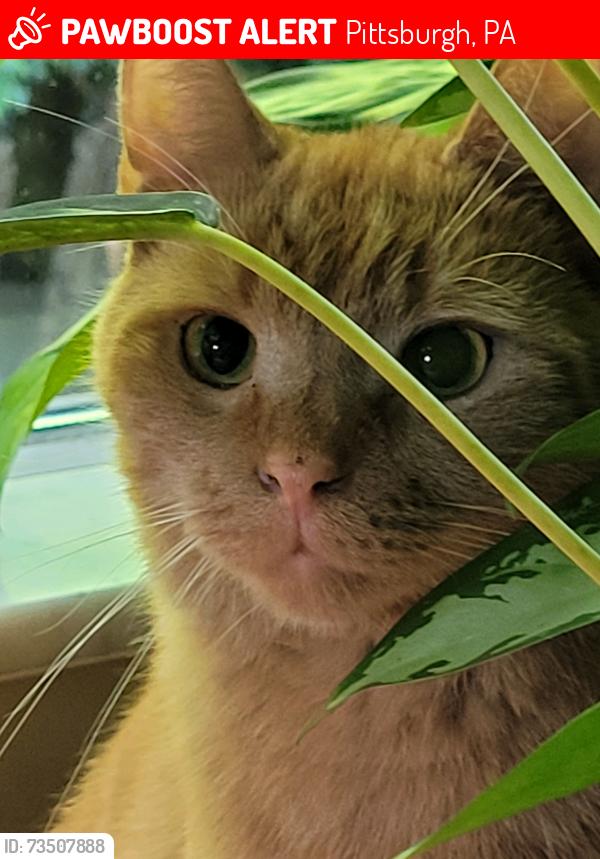 Lost Male Cat last seen Bartlett between Murray and Wightman, Pittsburgh, PA 15217