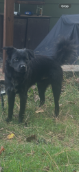 Found/Stray Male Dog last seen Woodland and timber drive, Garner, NC 27529