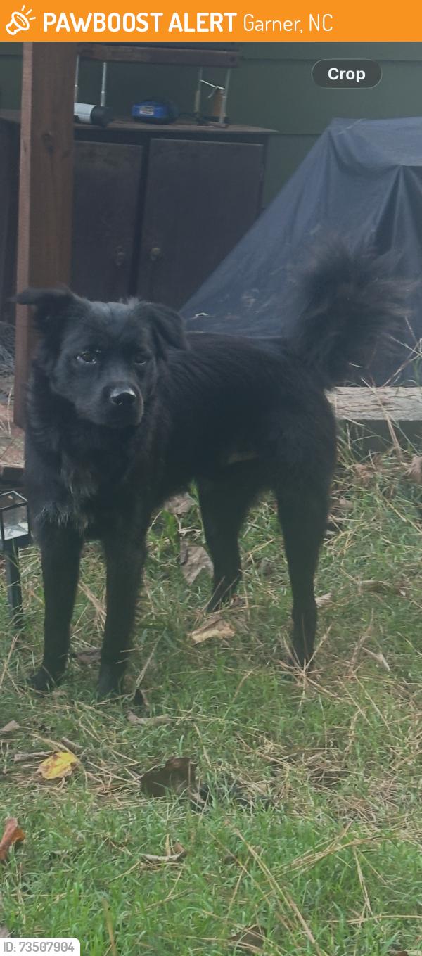 Found/Stray Male Dog last seen Woodland and timber drive, Garner, NC 27529