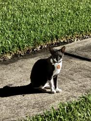 Lost Male Cat last seen Ivory meadow lane, Sugar Land, TX 77479