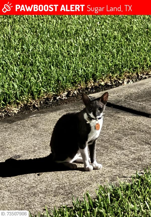 Lost Male Cat last seen Ivory meadow lane, Sugar Land, TX 77479