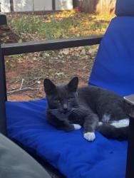 Found/Stray Male Cat last seen Elementary school, Oklahoma City, OK 73135