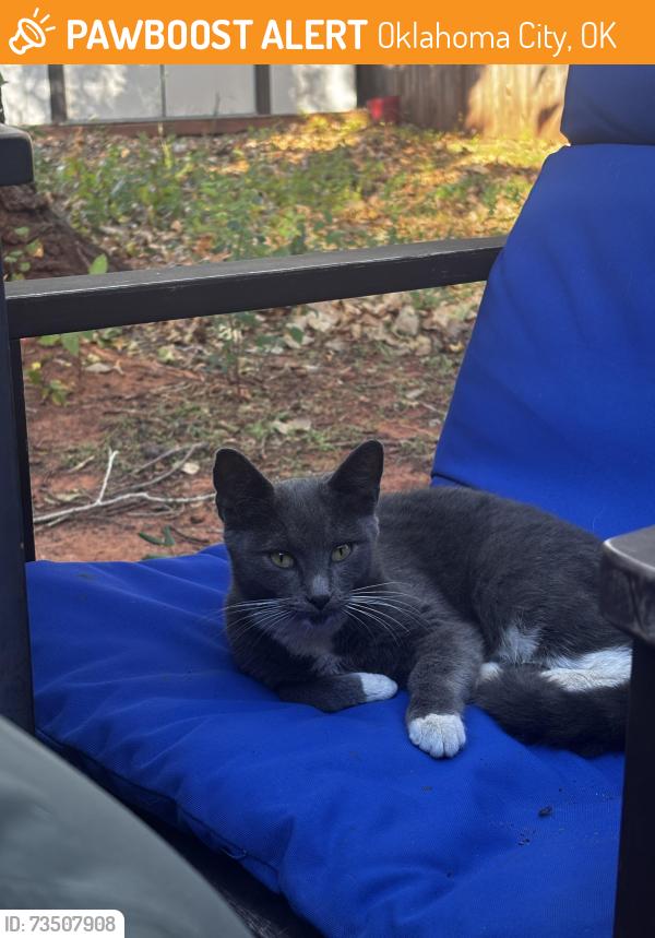Found/Stray Male Cat last seen Elementary school, Oklahoma City, OK 73135