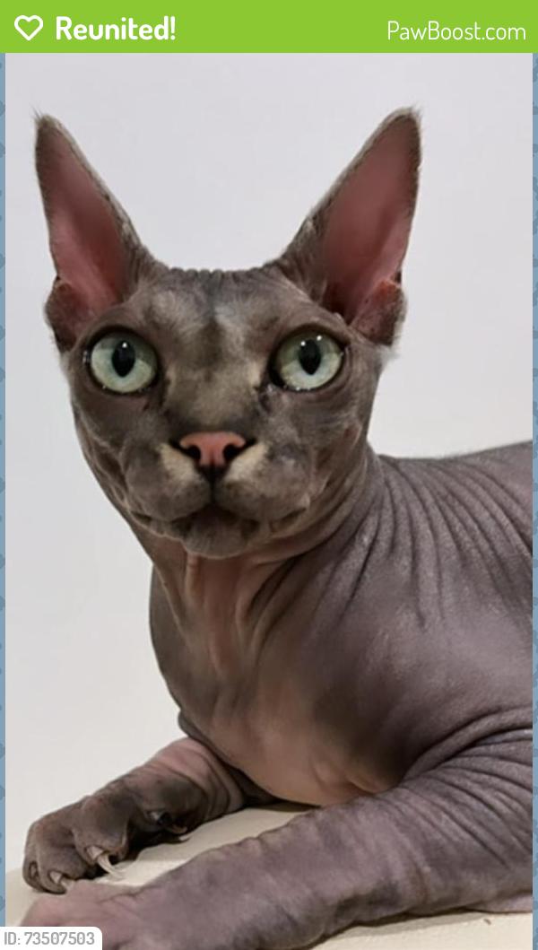 Reunited Male Cat last seen Near NE 16th avenue Pompano Beach 33064, Pompano Beach, FL 33064