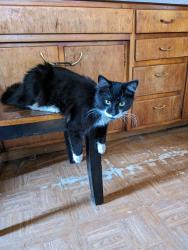 Reunited Male Cat last seen W Adams and Condee, Tipton, IN 46072