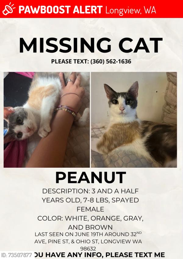 Lost Female Cat last seen 32nd Ave and Pine, Longview, WA 98632