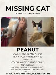 Lost Female Cat last seen 32nd Ave and Pine, Longview, WA 98632