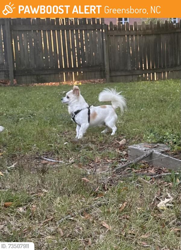 Found/Stray Unknown Dog last seen All Saints Episcopal Church parking lot, Greensboro, NC 27407