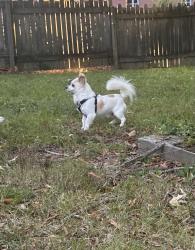 Found/Stray Unknown Dog last seen All Saints Episcopal Church parking lot, Greensboro, NC 27407