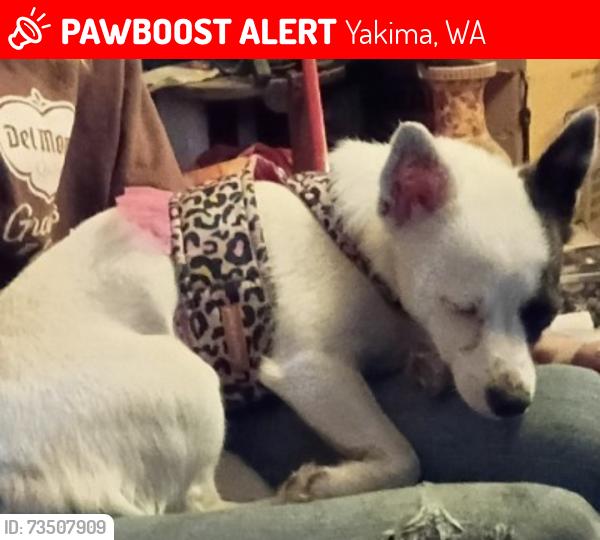Lost Female Dog last seen Yakima skate park, Yakima, WA 98901