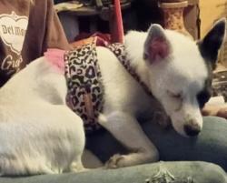 Lost Female Dog last seen Yakima skate park, Yakima, WA 98901