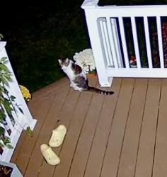 Found/Stray Unknown Cat last seen Grafton and Judita, Brunswick, OH 44212