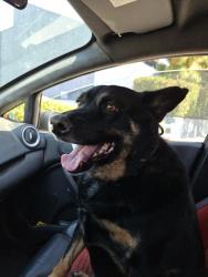 Reunited Male Dog last seen Ventura, Los Angeles, CA 91316